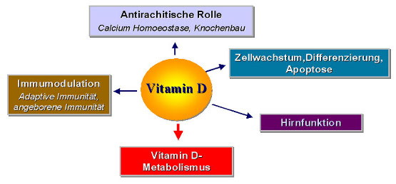 Einfluß von aktivem Vitamin D auf physiologische Funktionen