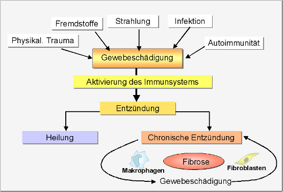 Ursachen und Entwicklung von Fibrosen