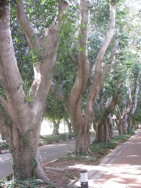 Ficus-Allee