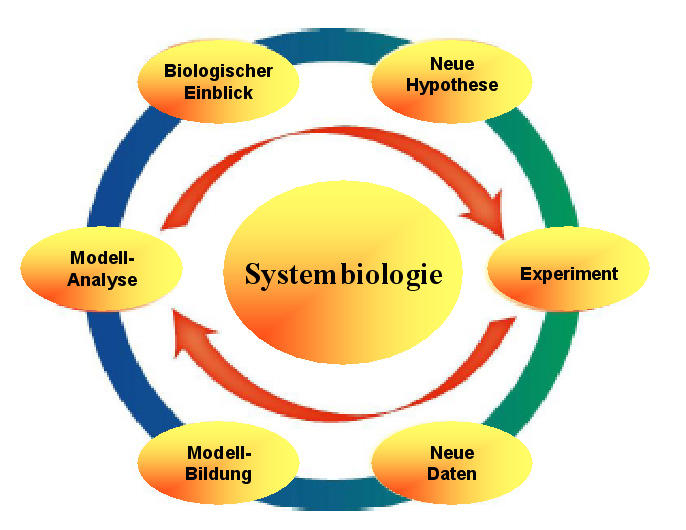 Der iterative Prozeß in der Systembiologie