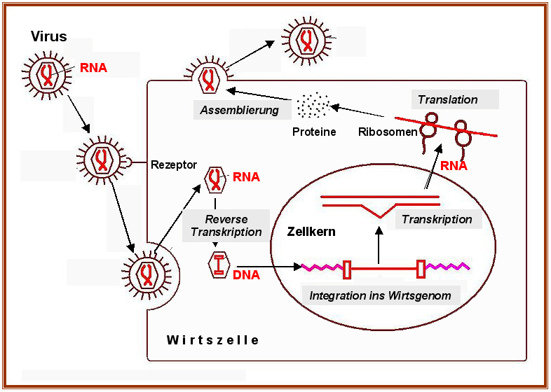 Zellinfektion durch Retrovirus, schematisch