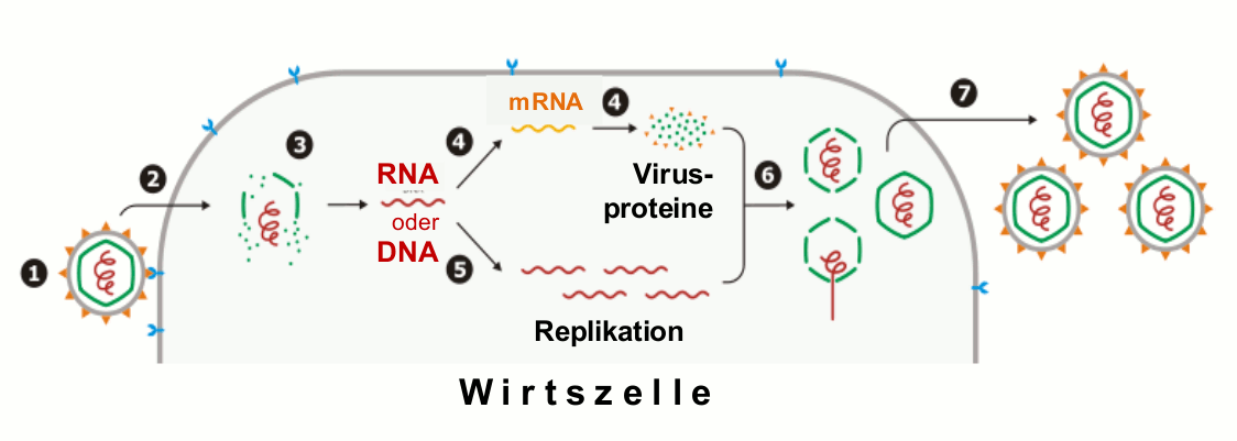 Replikationszyklus eines Virus