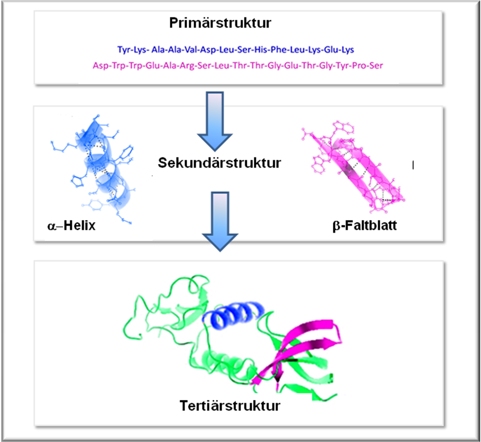 Hierarchischer Aufbau eines Proteins