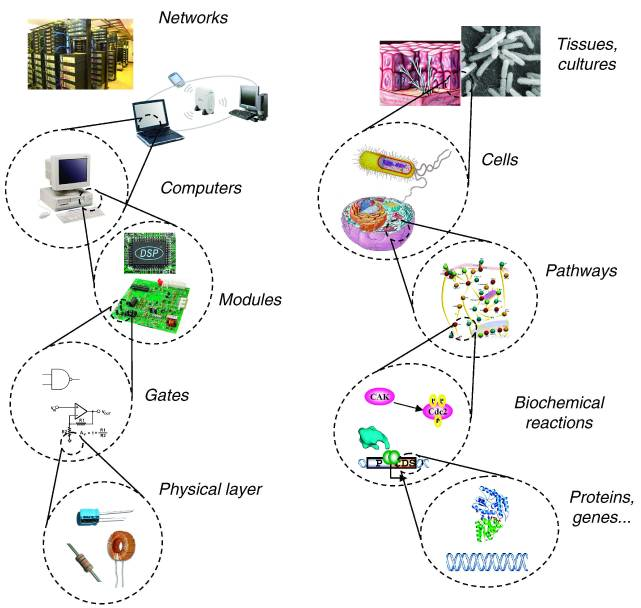 Analogie von Informationstechnologie und Synthetischer Biologie