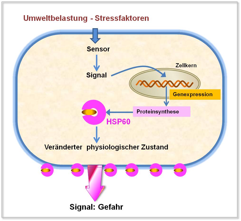 Stressfaktoren stimulieren die Synthese des  Hitzeschockproteins 60  in Endothelzellen