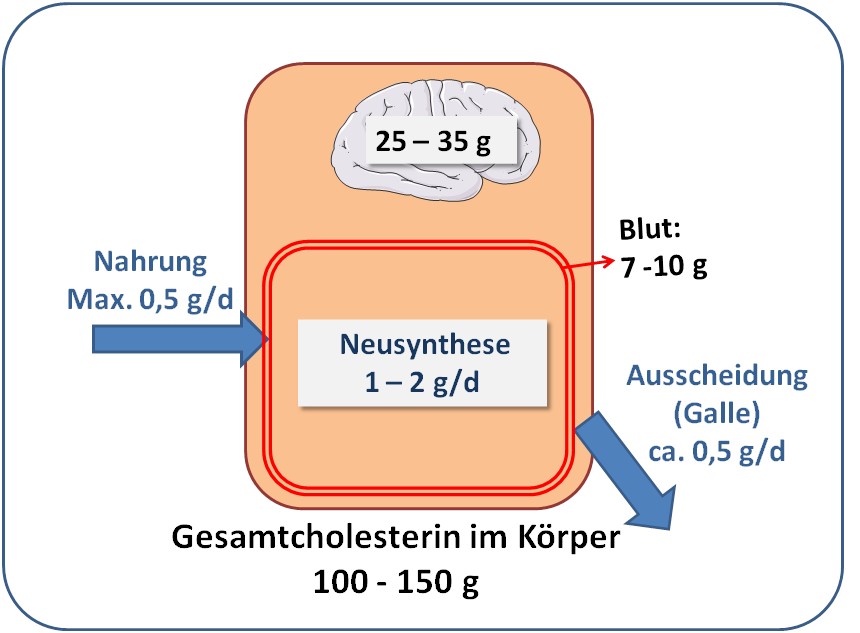 Cholesterinbilanz im adulten Menschen -  vereinfacht