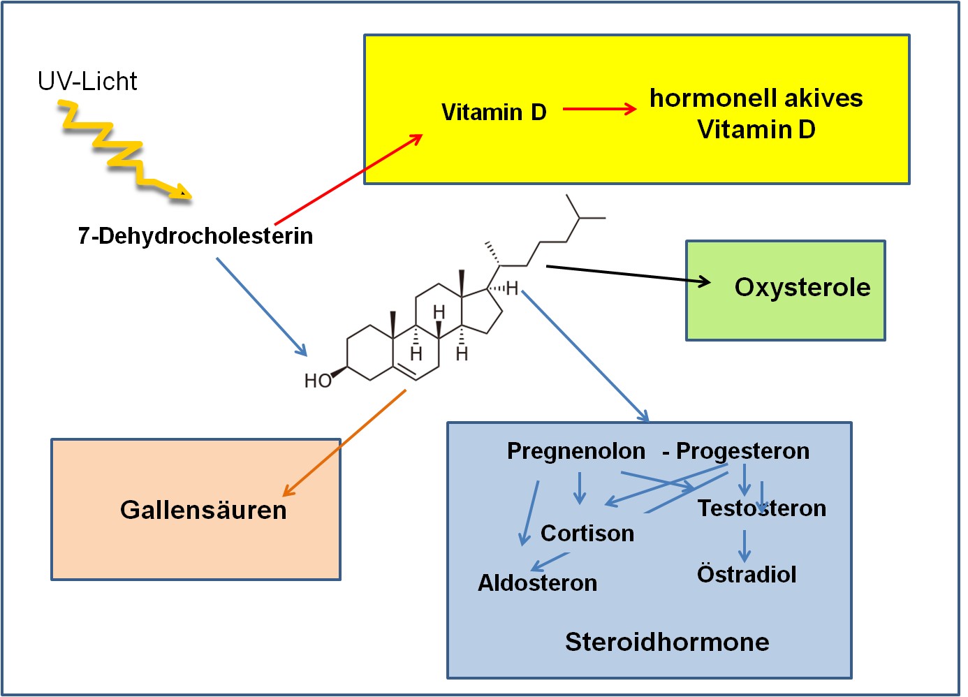 Cholesterins als Vorläufer bioaktiver Produkte