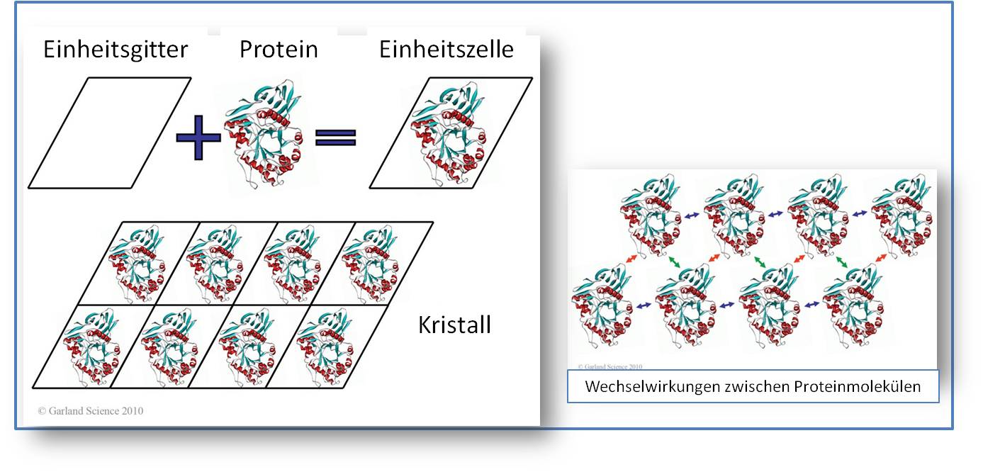Proteinmoleküle im Kristallgitter