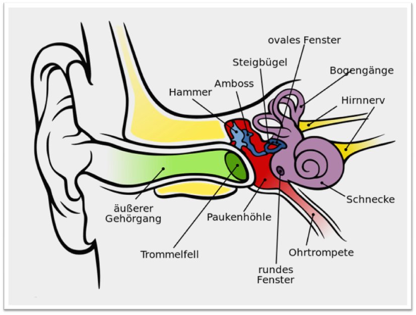 Aufbau des menschlichen Ohres