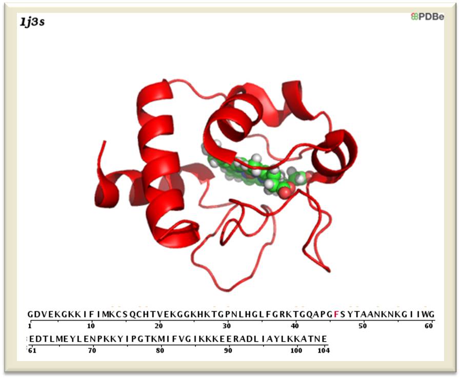 Cytochrom c. 3D-Struktur des rekombinanten humanen Enzyms in Lösung