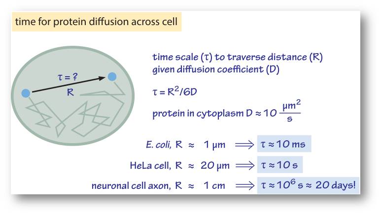 Welche Zeit braucht ein Protein um eine Zelle durch Diffusion zu durchqueren?